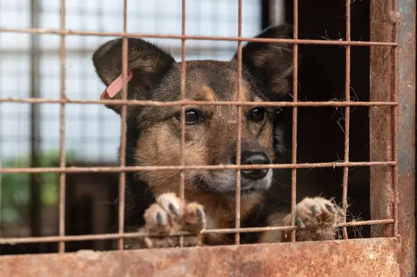 Hayvan barınağında sahiplenilmeyi bekleyen başıboş bir köpek. Hayvan barınağındaki evsiz köpek portresi. Köpek çitlerin arkasında.