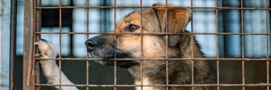 Hayvan barınağında sahiplenilmeyi bekleyen başıboş bir köpek. Hayvan barınağındaki evsiz köpek portresi. Köpek çitlerin arkasında.