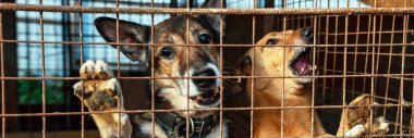 Hayvan barınağında sahiplenilmeyi bekleyen başıboş bir köpek. Hayvan barınağındaki evsiz köpek portresi. Köpek çitlerin arkasında.