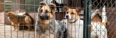 Hayvan barınağında sahiplenilmeyi bekleyen başıboş bir köpek. Hayvan barınağındaki evsiz köpek portresi. Köpek çitlerin arkasında.
