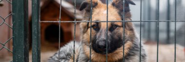 Hayvan barınağında sahiplenilmeyi bekleyen başıboş bir köpek. Hayvan barınağındaki evsiz köpek portresi. Köpek çitlerin arkasında.