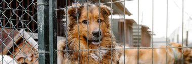 Hayvan barınağında sahiplenilmeyi bekleyen başıboş bir köpek. Hayvan barınağındaki evsiz köpek portresi. Köpek çitlerin arkasında.