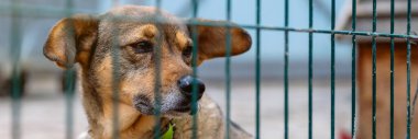 Hayvan barınağında sahiplenilmeyi bekleyen başıboş bir köpek. Hayvan barınağındaki evsiz köpek portresi. Köpek çitlerin arkasında.