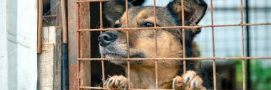 Hayvan barınağında sahiplenilmeyi bekleyen başıboş bir köpek. Hayvan barınağındaki evsiz köpek portresi. Köpek çitlerin arkasında.