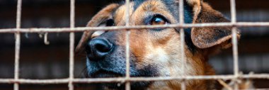 Hayvan barınağında sahiplenilmeyi bekleyen başıboş bir köpek. Hayvan barınağındaki evsiz köpek portresi. Köpek çitlerin arkasında.