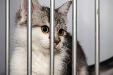 Barınakta kafeste kedi yavrusu. Veteriner kliniğindeki kediler. Kedi evlatlık bekliyor.. 