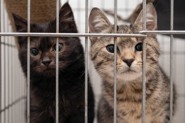 Barınakta kafeste kedi yavrusu. Veteriner kliniğindeki kediler. Kedi evlatlık bekliyor.. 
