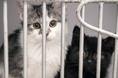 Barınakta kafeste kedi yavrusu. Veteriner kliniğindeki kediler. Kedi evlatlık bekliyor.. 