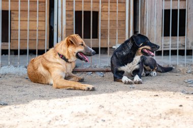 Hayvan barınağında sahiplenilmeyi bekleyen başıboş bir köpek. Hayvan barınağındaki evsiz köpek portresi. Köpek çitlerin arkasında.