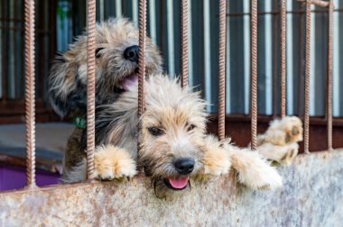 Hayvan barınağında sahiplenilmeyi bekleyen başıboş bir köpek. Hayvan barınağındaki evsiz köpek portresi. Köpek çitlerin arkasında.