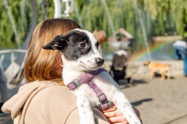 Parkta bir köpek yürüyor. Parkta mutlu bir köpekle yürümek. 