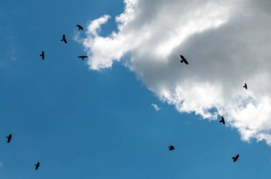 Bir sürü kuş mavi gökyüzüne karşı. Mavi gökyüzünde uçan kuş sürüsü