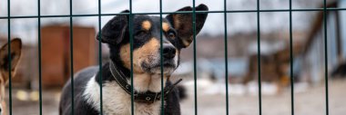 Köpek hayvan barınağında evlat edinilmeyi bekliyor. Barınakta evsiz bir köpek var. Başıboş hayvanlar konsepti. Pankart tasarımı