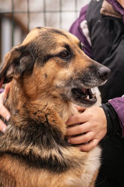 Köpek hayvan barınağında evlat edinilmeyi bekliyor. Barınakta evsiz bir köpek var. Başıboş hayvanlar konsepti. Dikey resim