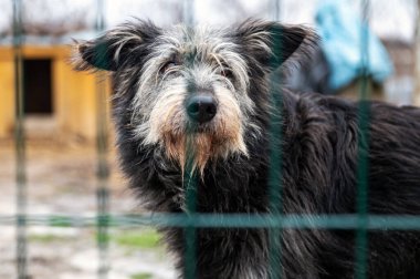 Köpek hayvan barınağında evlat edinilmeyi bekliyor. Barınakta evsiz bir köpek var. Başıboş hayvanlar konsepti. 