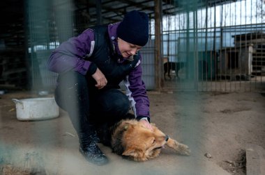 Barınaktaki köpek. Hayvan barınağı gönüllüsü köpekleri besliyor. Kafeste yalnız köpekler ve neşeli bir gönüllü kadın.