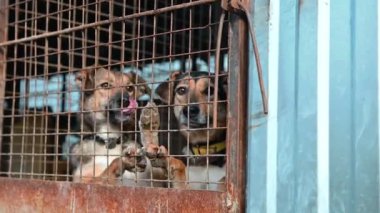 Kafesteki köpek. Hayvan barınağındaki köpek evlat edinilmeyi bekliyor. Hayvan barınağındaki evsiz köpek portresi. Yavaş çekim
