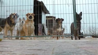 Kafesteki köpek. Hayvan barınağındaki köpek evlat edinilmeyi bekliyor. Hayvan barınağındaki evsiz köpek portresi. Yavaş çekim