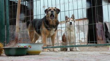 Kafesteki köpek. Hayvan barınağındaki köpek evlat edinilmeyi bekliyor. Hayvan barınağındaki evsiz köpek portresi. Yavaş çekim
