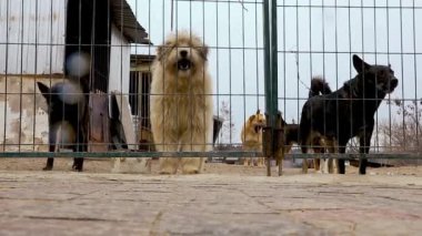 Kafesteki köpek. Hayvan barınağındaki köpek evlat edinilmeyi bekliyor. Hayvan barınağındaki evsiz köpek portresi. Yavaş çekim