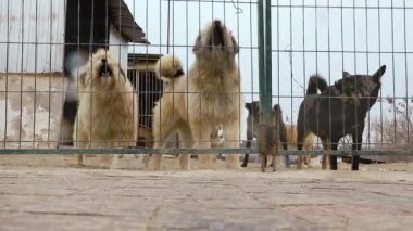 Kafesteki köpek. Hayvan barınağındaki köpek evlat edinilmeyi bekliyor. Hayvan barınağındaki evsiz köpek portresi. Yavaş çekim