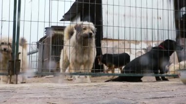 Kafesteki köpek. Hayvan barınağındaki köpek evlat edinilmeyi bekliyor. Hayvan barınağındaki evsiz köpek portresi. Yavaş çekim