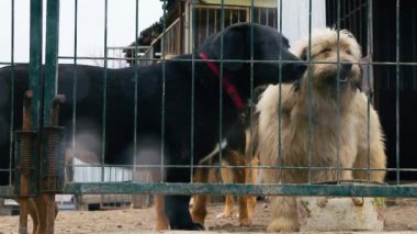 Kafesteki köpek. Hayvan barınağındaki köpek evlat edinilmeyi bekliyor. Hayvan barınağındaki evsiz köpek portresi. Yavaş çekim