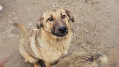 Kafesteki köpek. Hayvan barınağındaki köpek evlat edinilmeyi bekliyor. Hayvan barınağındaki evsiz köpek portresi. Yavaş çekim