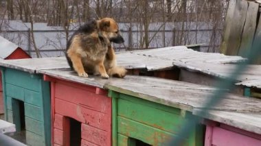 Kafesteki köpek. Hayvan barınağındaki köpek evlat edinilmeyi bekliyor. Hayvan barınağındaki evsiz köpek portresi. Yavaş çekim