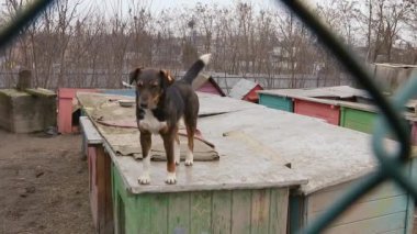 Kafesteki köpek. Hayvan barınağındaki köpek evlat edinilmeyi bekliyor. Hayvan barınağındaki evsiz köpek portresi. Yavaş çekim