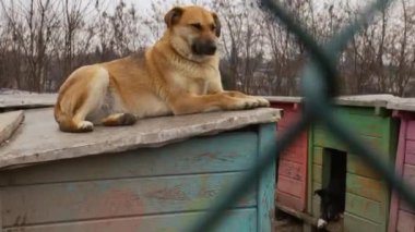 Kafesteki köpek. Hayvan barınağındaki köpek evlat edinilmeyi bekliyor. Hayvan barınağındaki evsiz köpek portresi. Yavaş çekim