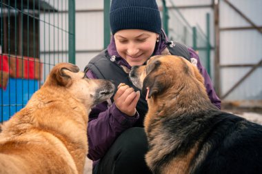 Barınaktaki köpek. Hayvan barınağı gönüllüsü köpekleri besliyor. Kafeste yalnız köpekler ve neşeli bir gönüllü kadın.