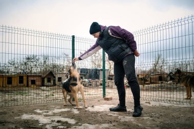 Barınaktaki köpek. Hayvan barınağı gönüllüsü köpekleri besliyor. Kafeste yalnız köpekler ve neşeli bir gönüllü kadın.