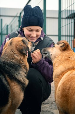 Barınaktaki köpek. Hayvan barınağı gönüllüsü köpekleri besliyor. Kafesteki yalnız köpekler ve neşeli kadın gönüllü. Dikey resim