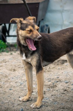 Dog in animal shelter waiting for adoption. Portrait of homeless dog in animal shelter cage. Sad animal shelter dog clipart