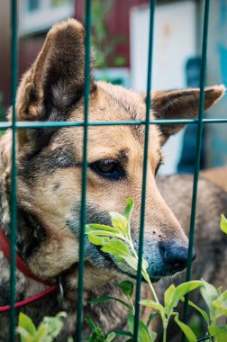 Hayvan barınağındaki köpek evlat edinilmeyi bekliyor. Hayvan barınağındaki evsiz köpek portresi. Üzgün hayvan barınağı köpeği