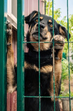 Hayvan barınağındaki köpek evlat edinilmeyi bekliyor. Hayvan barınağındaki evsiz köpek portresi. Üzgün hayvan barınağı köpeği