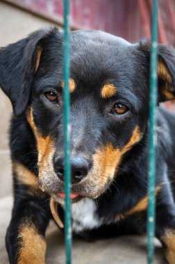 Hayvan barınağındaki köpek evlat edinilmeyi bekliyor. Hayvan barınağındaki evsiz köpek portresi. Üzgün hayvan barınağı köpeği