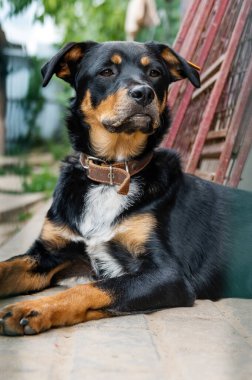Hayvan barınağındaki köpek evlat edinilmeyi bekliyor. Hayvan barınağındaki evsiz köpek portresi. Üzgün hayvan barınağı köpeği