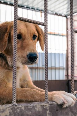 Hayvan barınağındaki köpek evlat edinilmeyi bekliyor. Hayvan barınağındaki evsiz köpek portresi. Üzgün hayvan barınağı köpeği