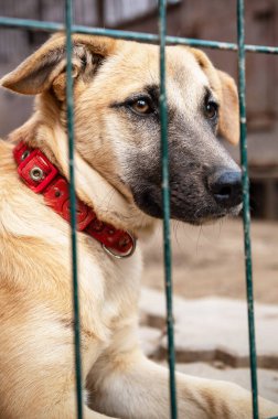 Hayvan barınağındaki köpek evlat edinilmeyi bekliyor. Hayvan barınağındaki evsiz köpek portresi. Üzgün hayvan barınağı köpeği