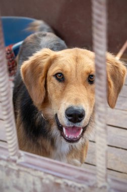 Dog in animal shelter waiting for adoption. Portrait of homeless dog in animal shelter cage. Sad animal shelter dog clipart