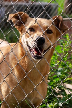 Hayvan barınağındaki köpek evlat edinilmeyi bekliyor. Hayvan barınağındaki evsiz köpek portresi. Üzgün hayvan barınağı köpeği