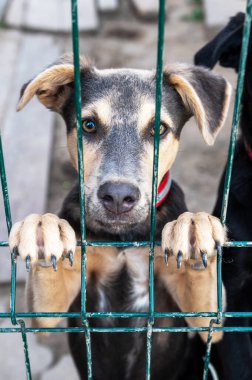 Hayvan barınağındaki köpek evlat edinilmeyi bekliyor. Hayvan barınağındaki evsiz köpek portresi. Üzgün hayvan barınağı köpeği