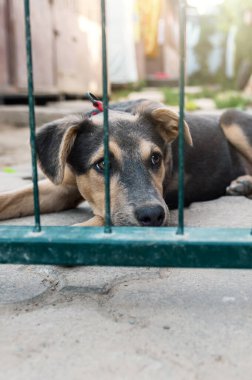 Dog in animal shelter waiting for adoption. Portrait of homeless dog in animal shelter cage. Sad animal shelter dog clipart