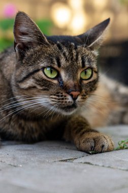 Bir bahçe kedisinin portresi. Kedi avluda yakın planda yatıyor. Tekir kedi.