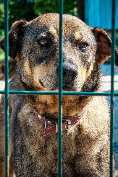 Hayvan barınağındaki köpek evlat edinilmeyi bekliyor. Hayvan barınağındaki evsiz köpek portresi. Üzgün hayvan barınağı köpeği