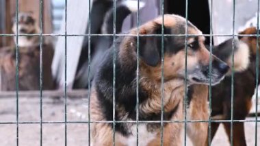 Hayvan barınağındaki köpek. Köpek çatışmaya bakıyor. Barınağın arkasında köpekler var.. 