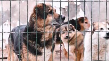 Hayvan barınağındaki köpek. Köpek çatışmaya bakıyor. Barınağın arkasında köpekler var.. 