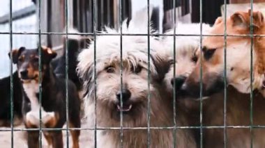 Hayvan barınağındaki köpek. Köpek çatışmaya bakıyor. Barınağın arkasında köpekler var.. 